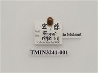 藏品(梵文菌瓢蟲)的圖片